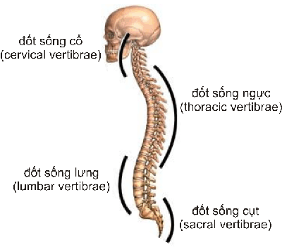 spine.gif