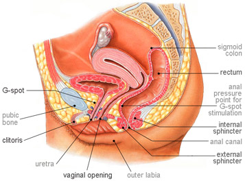g-spot-female-physiology.jpg